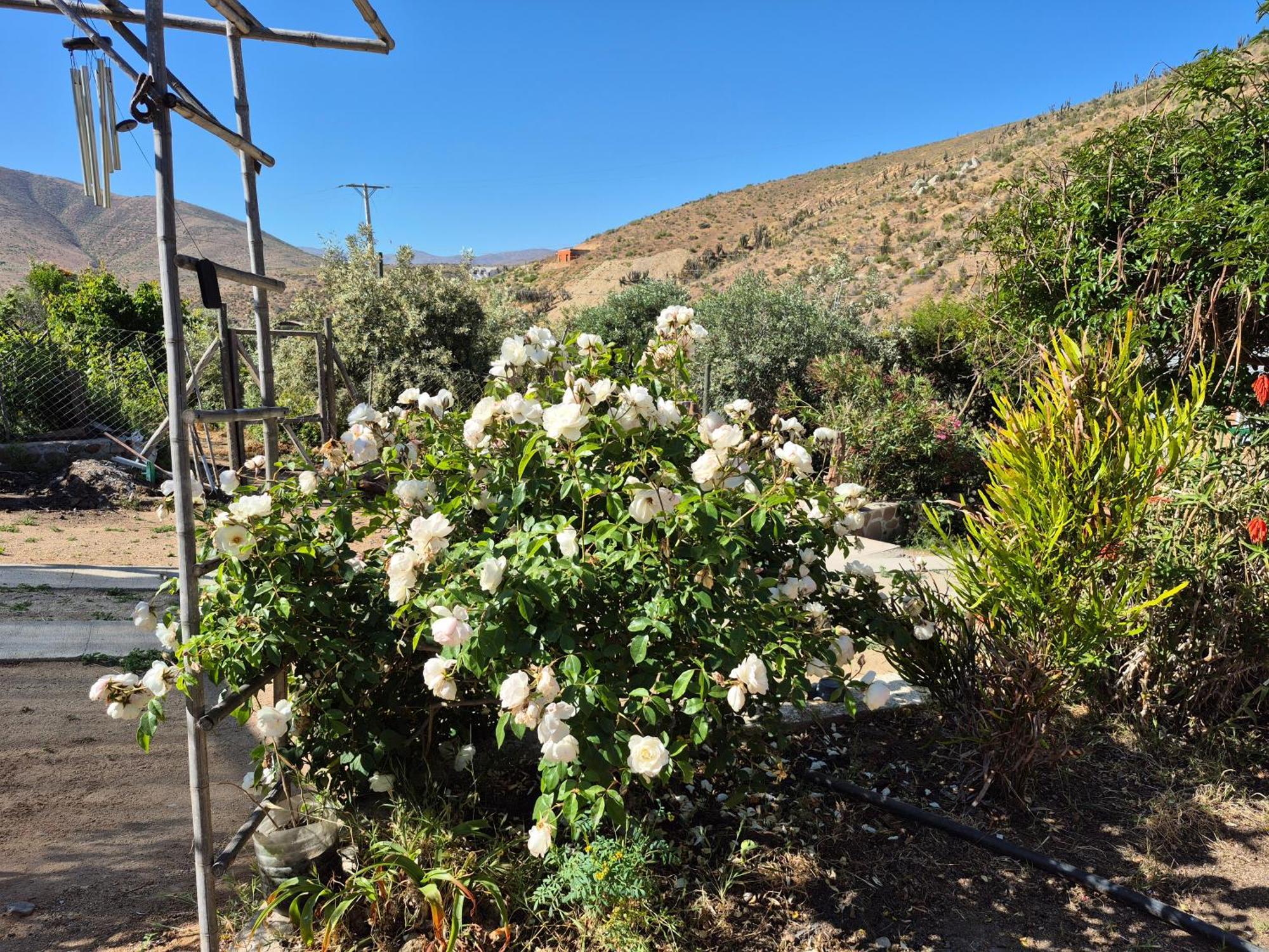 Hostal Los Almendros Canela Baja Exterior photo