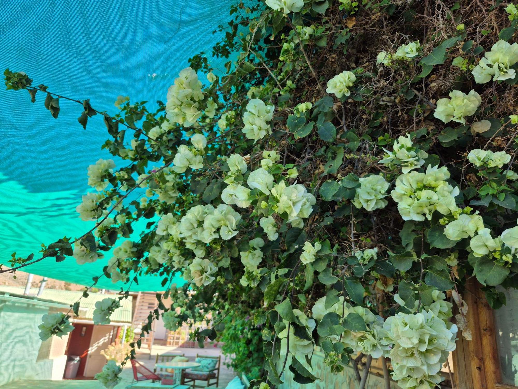 Hostal Los Almendros Canela Baja Exterior photo